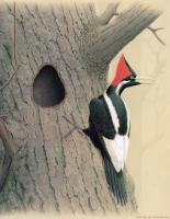 William Zimmerman - Ivory billed Woodpecker